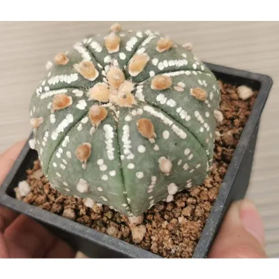 แอ​สโตร​ไ​ฟตั้​ม​ super เว้า   #แคสตัส castus​ astrophytum แอสโตร แอสโตร​ไ​ฟตั้​ม แอสโตรไฟตัม กระบองเพชร แอสโตรวี