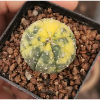 แอ​สโตร​ไฟตัม  #ด่างสวย   #แคสตัส castus​ Astrophytum แอสโตร แอสโตร​ไ​ฟตั้​ม กระบองเพชร