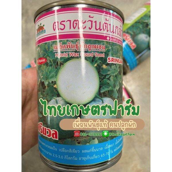 ฟักหอมศรีนวล100กรัมกลิ่นหอมปลูกได้ทุกฤดูกาล-รูปไข่ขายดีมาก