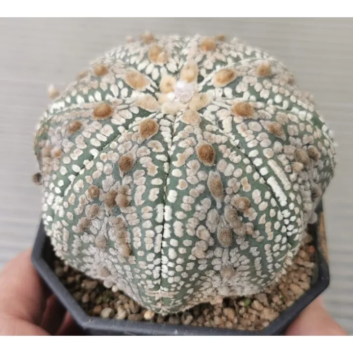 แอ-สโตร-ไ-ฟตั้-ม-วีเว้า-ฮานะ-แคสตัส-castus-astrophytum-แอสโตร-แอสโตร-ไ-ฟตั้-ม-แอสโตรไฟตัม-กระบองเพชร-แอสโตรวี-super