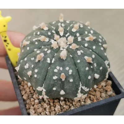 แอสโตร​ไ​ฟตั้​ม​ วี  ผิว สวย #แคสตัส castus​ astrophytum แอสโตร แอสโตร​ไ​ฟตั้​ม แอสโตรไฟตัม กระบองเพชร แอสโตรวี super​