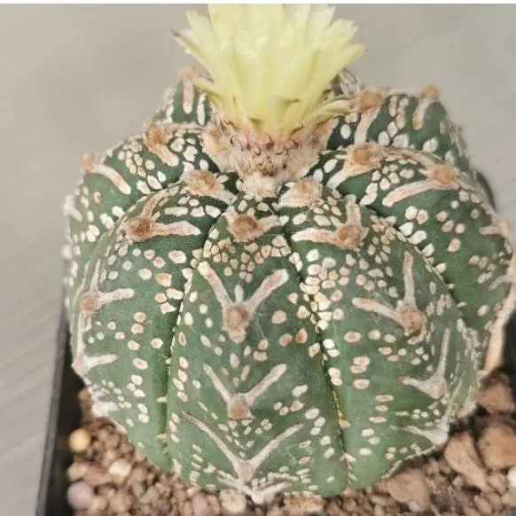 ขายแอสโตรวี-ขนาด-7-5-cm-แคสตัส-castus-astrophytum-แอสโตร-แอสโตร-ไ-ฟตั้-ม-แอสโตรไฟตัม-กระบองเพชร-แอสโตรวี-super