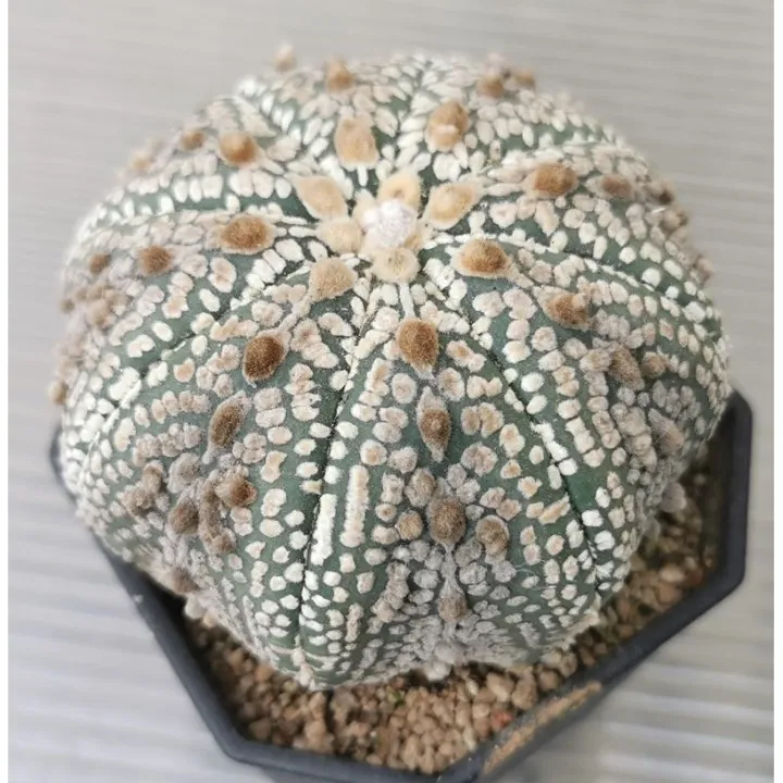 แอ-สโตร-ไ-ฟตั้-ม-วีเว้า-ฮานะ-แคสตัส-castus-astrophytum-แอสโตร-แอสโตร-ไ-ฟตั้-ม-แอสโตรไฟตัม-กระบองเพชร-แอสโตรวี-super