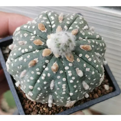 แอ​สโตร​ไ​ฟตั้​ม​วี Super​ เว้า วี​ #แคสตัส castus​ astrophytum แอสโตร แอสโตร​ไ​ฟตั้​ม แอสโตรไฟตัม กระบองเพชร แอสโตรวี