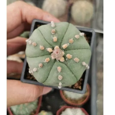 แอสโตรไฟตั้ม  #แคสตัส castus​ astrophytum แอสโตร แอสโตร​ไ​ฟตั้​ม แอสโตรไฟตัม กระบองเพชร แอสโตรวี super​