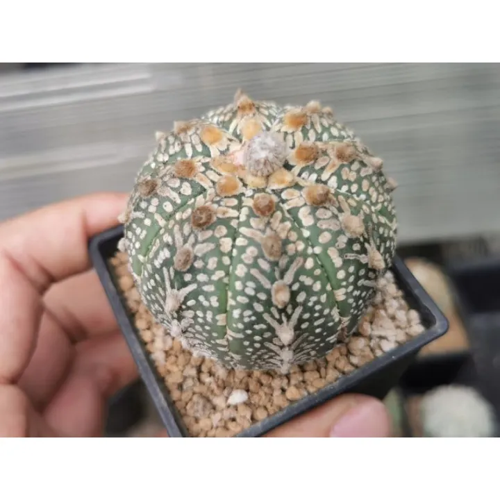 แอสโตรขนาดใหญ่-5-8cm-วี-super-แคสตัส-castus-astrophytum-แอสโตร-แอสโตร-ไ-ฟตั้-ม-แอสโตรไฟตัม-กระบองเพชร-แอสโตรวี-super