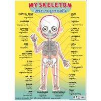 โครงกระดูกของฉัน EQ-480 โปสเตอร์ภาพ กระดาษหุ้มพลาสติก ขนาด 50*70 cm