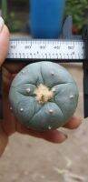 Lophophora williamsii ขนาดประมาณ 2-3 นิ้ว