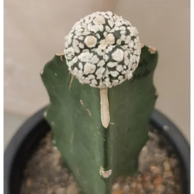 แอ​สโตร​ไฟตั้ม  super กราฟเมล็ด​  #แคสตัส castus​ astrophytum แอสโตร แอสโตร​ไ​ฟตั้​ม แอสโตรไฟตัม กระบองเพชร แอสโตรวี