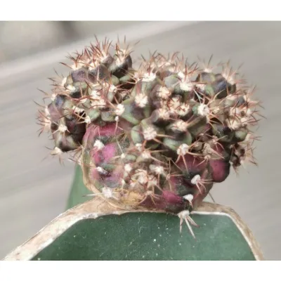 T lux ทีรัก  สีสวยมาก t-lux cactus​ ยิมโน ไม้กราฟ
