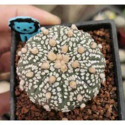 แอสโตร​ไฟตั้ม super  สวย #แคสตัส castus​ astrophytum แอสโตร แอสโตร​ไ​ฟตั้​ม แอสโตรไฟตัม กระบองเพชร แอสโตรวี super