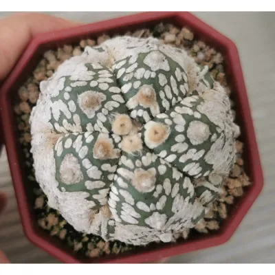 แอ​สโตร​ไ​ฟตั้​ม​ super วีขาวมาก #แคสตัส castus​ astrophytum แอสโตร แอสโตร​ไ​ฟตั้​ม แอสโตรไฟตัม กระบองเพชร แอสโตรวี