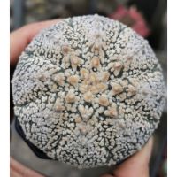 แอ​สโตร​ไ​ฟตั้​ม​วี​ ขนปุย 7.2 cm  #แคสตัส castus​ astrophytum แอสโตร แอสโตร​ไ​ฟตั้​ม แอสโตรไฟตัม กระบองเพชร แอสโตรวี