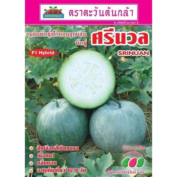 ฟักหอมศรีนวล100กรัมกลิ่นหอมปลูกได้ทุกฤดูกาล-รูปไข่ขายดีมาก