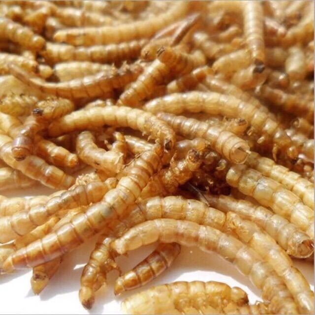 หนอนนกอบแห้ง-dried-mealworms-หนอนคัด-ไม่คัดตัวหนอน-50-100-กรัม-pet-ชูการ์-หนูแฮมเตอร์-เม่นแคระ-นก-ปลา