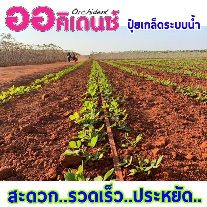 ปุ๋ย-16-7-32-ปุ๋ยเกล็ดออคิเดนซ์-ระบบน้ำ-ปุ๋ยละลาน้ำ-บำรุงผล-เพิ่มน้ำหนัก-บรรจุ-25-กิโลกรัม