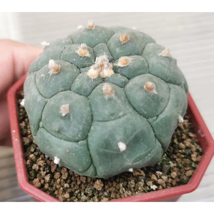 แอสโตร-ไ-ฟตั้-ม-castus-กิ้กโ-ก๊ะ-แคสตัส-castus-astrophytum-แอสโตร-แอสโตร-ไ-ฟตั้-ม-แอสโตรไฟตัม-กระบองเพชร-แอสโตรวี