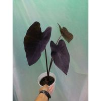 Colocasia Black Magic แบลคเมจิก คอฟฟี่คัพ