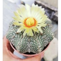 แอสโตร​ไ​ฟตั้​ม​วี​เว้า 11cm  #แคสตัส castus​ Astrophytum แอสโตร แอสโตร​ไ​ฟตั้​ม กระบองเพชร