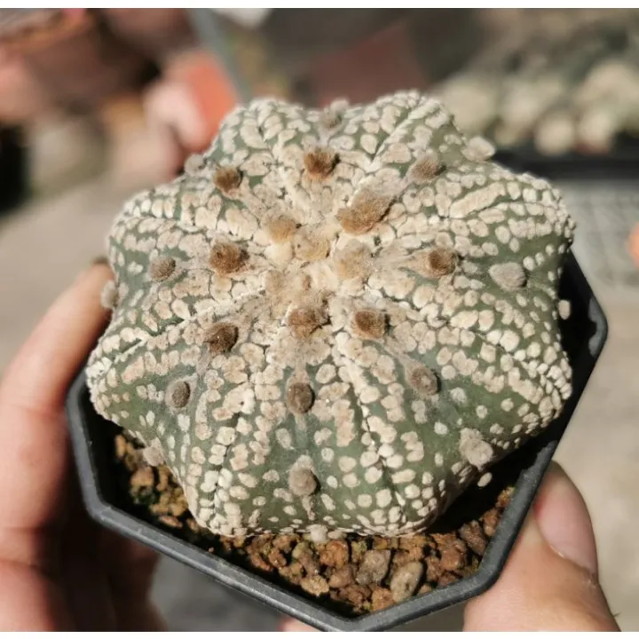 แอสโตร-ไ-ฟตั้-ม-วี-ฮานะ-เว้า-แคสตัส-castus-astrophytum-แอสโตร-แอสโตร-ไ-ฟตั้-ม-แอสโตรไฟตัม-กระบองเพชร-แอสโตรวี-super