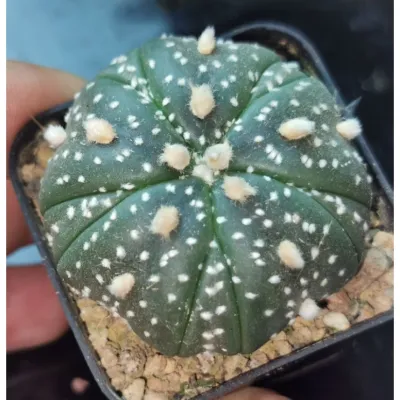 แอสโตร​ไ​ฟตั้​ม​ ลายสวย ขนาดใหญ่​ #แคสตัส castus​ astrophytum แอสโตร แอสโตร​ไ​ฟตั้​ม แอสโตรไฟตัม กระบองเพชร แอสโตรวี