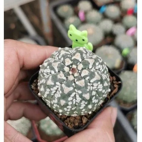 แอสโตร-ไฟตั้ม-วี-ราคาเบาๆ-แคสตัส-castus-astrophytum-แอสโตร-แอสโตร-ไ-ฟตั้-ม-แอสโตรไฟตัม-กระบองเพชร-แอสโตรวี-super