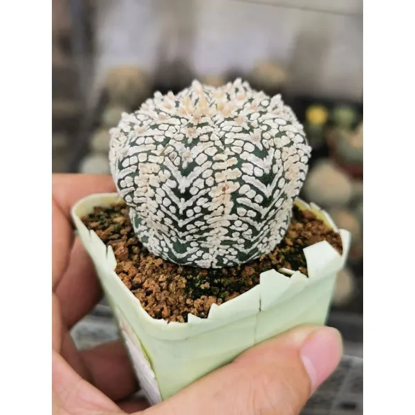 แอสโตร-ไ-ฟตั้-ม-ขนาดใหญ่-สวยมาก-แคสตัส-castus-astrophytum-แอสโตร-แอสโตร-ไ-ฟตั้-ม-แอสโตรไฟตัม-กระบองเพชร-แอสโตรวี