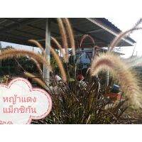 ?TLPหญ้าแดงแม็กซิ​กัน​ปลูกประดับคาเฟ่​ ร้านกาแฟ​ แต่งสวนบ้าน little​ plants​ ต้นไม้​เล็ก​ๆ​