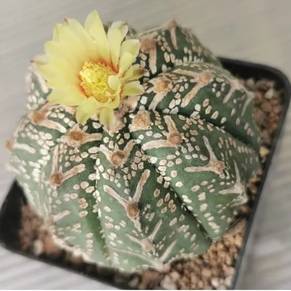 ขายแอสโตรวี-ขนาด-7-5-cm-แคสตัส-castus-astrophytum-แอสโตร-แอสโตร-ไ-ฟตั้-ม-แอสโตรไฟตัม-กระบองเพชร-แอสโตรวี-super