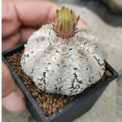 แอสโตรไฟตั้ม เชื้อวี snow #แคสตัส castus​ astrophytum แอสโตร แอสโตร​ไ​ฟตั้​ม แอสโตรไฟตัม กระบองเพชร แอสโตรวี super​