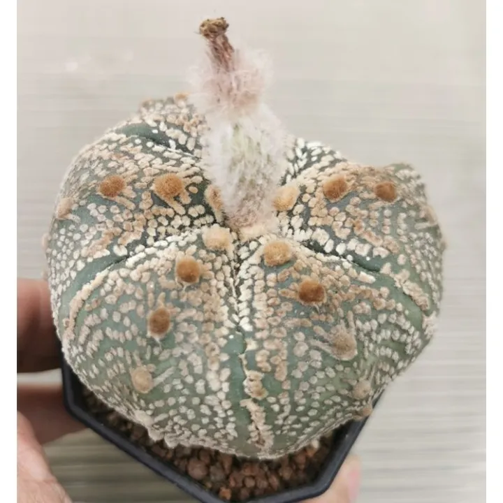 แอ-สโตร-ไ-ฟตั้-มเชื้อวี-5-พู-มีตำหนิ-แคสตัส-castus-astrophytum-แอสโตร-แอสโตร-ไ-ฟตั้-ม-แอสโตรไฟตัม-กระบองเพชร