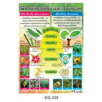 พืชใบเลี้ยงเดี่ยว และ ใบเลี้ยงคู่ EQ- 335 โปสเตอร์กระดาษหุ้มพลาสติก