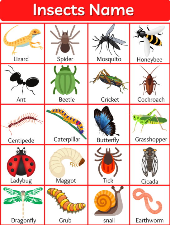 Laminated Insects Chart for Kids, Learners and Educators, Colorful ...