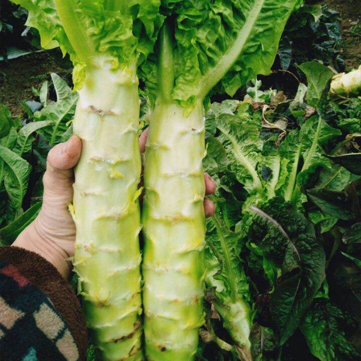 [Easy to grow] Asparagus Lettuce Vegetable Seeds 50pcs Lazada PH