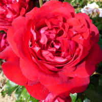 20 เมล็ด กุหลาบ นำเข้า Renaissance Rose Seeds สายพันธุ์ Trish ดอกไม้สีแดง