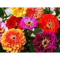 50 เมล็ด บานชื่นแคลิฟอร์เนียไจแอ้นท์คละสี - Mixed California Giant Zinnia