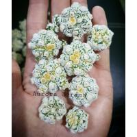 โปรโมชั่น หน่อเด็ดสดแคคตัส แอสโตร ซุปเปอร์สโนว์ (Astrophytum) ราคาถูก  แคคตัส กระบองเพรช ตะบองเพรช ไม้จิ๋ว ไม้ตั้งโต๊ะทำงาน ไม้ประดับ ไม้มงคล ไม้ดอก