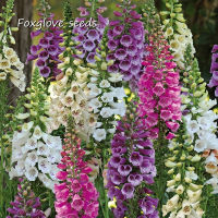 ปลูกง่าย ปลูกได้ทั่วไทย ของแท้ 100% 200pcs Foxglove Seeds / Digitalis Purpurea Seeds เมล็ดดอกไม้ พันธุ์ไม้หายาก พันธุ์ไม้ดอก เมล็ด บอนไซ บอนไซ ต้นไม้ ต้นไม้ประดับ ต้นไม้ฟอกอากาศ บอนสี เมล็ดบอนสี Plants Seeds for Home &amp; Garden Planting