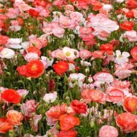 เมล็ดพันธุ์ ดอกป๊อปปี้ Papaver rhoeas Shirley poppy 1000 เมล็ด เมล็ดพันธุ์นำเข้าจาก อังกฤษ Garden Seeds