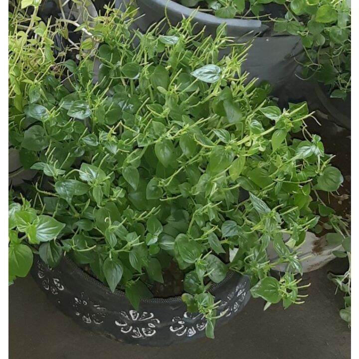 Pansitpansitan Live Herb Plants (available for metro manila only