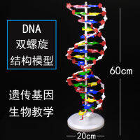 DNA โครงสร้างเกลียวคู่โครงสร้างโมเลกุลคู่เบสยีนพันธุกรรมอุปกรณ์การสอนวิทยาศาสตร์ชีวภาพ