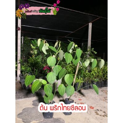 ( PRO+++ ) โปรแน่น.. ต้นพริกไทยซีลอน หรือพริกไทยดำ พร้อมส่ง ราคาสุดคุ้ม พรรณ ไม้ น้ำ พรรณ ไม้ ทุก ชนิด พรรณ ไม้ น้ำ สวยงาม พรรณ ไม้ มงคล