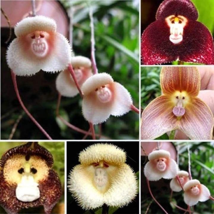 20-เมล็ดพันธุ์-bonsai-เมล็ดกล้วยไม้-กล้วยไม้-orchid-flower-seed-อัตราการงอกของเมล็ด-80-85
