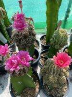 โลบิเวีย Lobivia  Cactus  ไม้กราฟตอสามเหลี่ยม ขนาดหน้าไม้ 6-8 CM หน่อจุกๆ  ดอกสีชุมพูเข้ม /บานเย็น สวยมากแข็งแรงทุกต้น ส่งแบบเคาะดิน ล้างราก