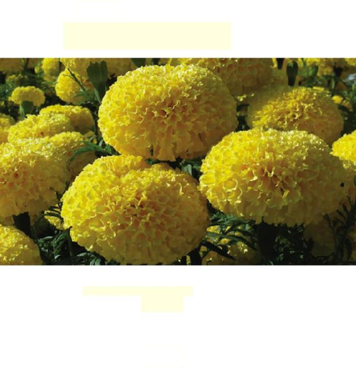 เมล็ดพันธุ์-ดาวเรือง-มหาโชค-สีเหลือง-จำนวน-1-000-เมล็ด-ดอกใหญ่-ให้ผลผลิตสูง-สำหรับตัดดอกจำหน่าย-ร้อยมาลัย-ใส่แจกัน