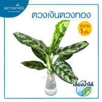 ตวงเงินตวงทอง  (จำนวน 1 ต้น) สามารถเลี้ยงน้ำได้  Aglaonema ต้นไม้มงคล ต้นไม้ฟอกอากาศ ต้นไม้ plant