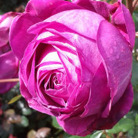 20 เมล็ด กุหลาบ นำเข้า Renaissance Rose Seeds สายพันธุ์ Natalie ดอกไม้สีม่วง