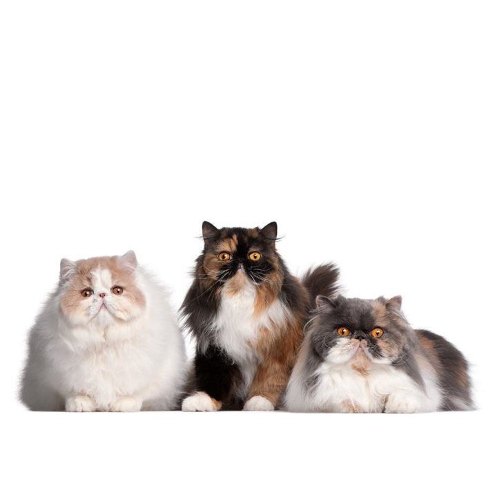 royal-canin-hair-amp-skin-care-cat-food-อาหารแมว-เพื่อผิวหนังและเส้นขน-ขนาด-4-กก