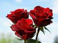 30 เมล็ด เมล็ดพันธุ์ กุหลาบ Huayuan Red Rose Seed ดอกใหญ่ นำเข้าจากต่างประเทศ พร้อมคู่มือ เมล็ดสด