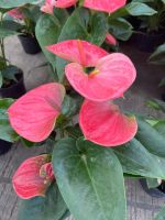 ดอกหน้าวัว สีชมพูเข้ม  Anthurium สายพันธุ์จากฮอลแลนด์  สีชมพูเข้ม พันธุ์แคระต้นเตี้ย ไม้มงคล ไม้ฟอกอากาศ ออกดอกสวยมาก ให้ดอกง่าย ทนทาน ดูแลง่าย กระถาง4.5 นิ้ว